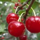 sour cherry