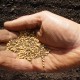 mustardseed