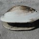 clam