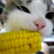 cat-loves-his-corn