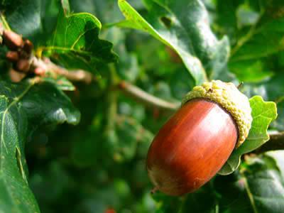 10_mature_acorn