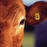 cow-tag-285x300