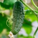Cucumber on vine