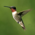 flying_hummingbird-98