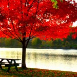 Red-Maple-Tree-4