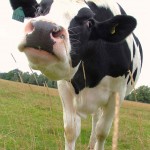 cow