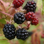dewberry
