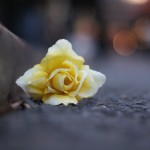 SONY DSC