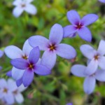 Tiny_Bluets