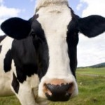 cow portrait