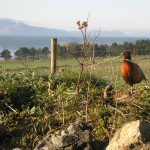pheasant