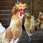 chicken