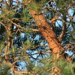jack pine tree