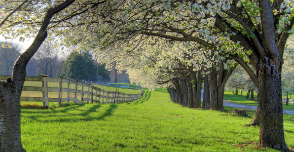 farm_trees