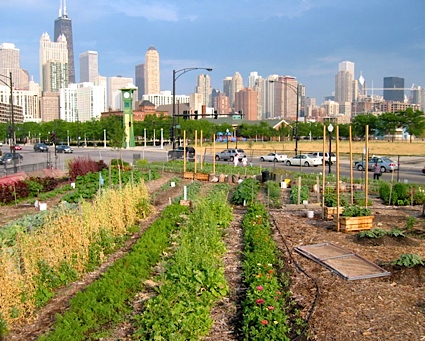 cityfarm