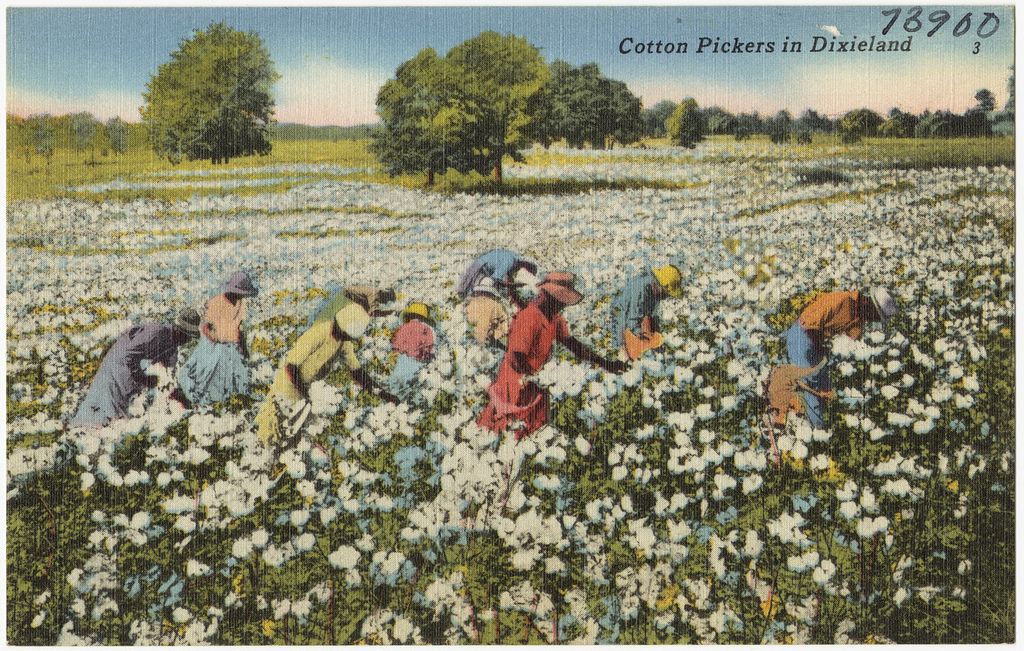 Cotton postcard