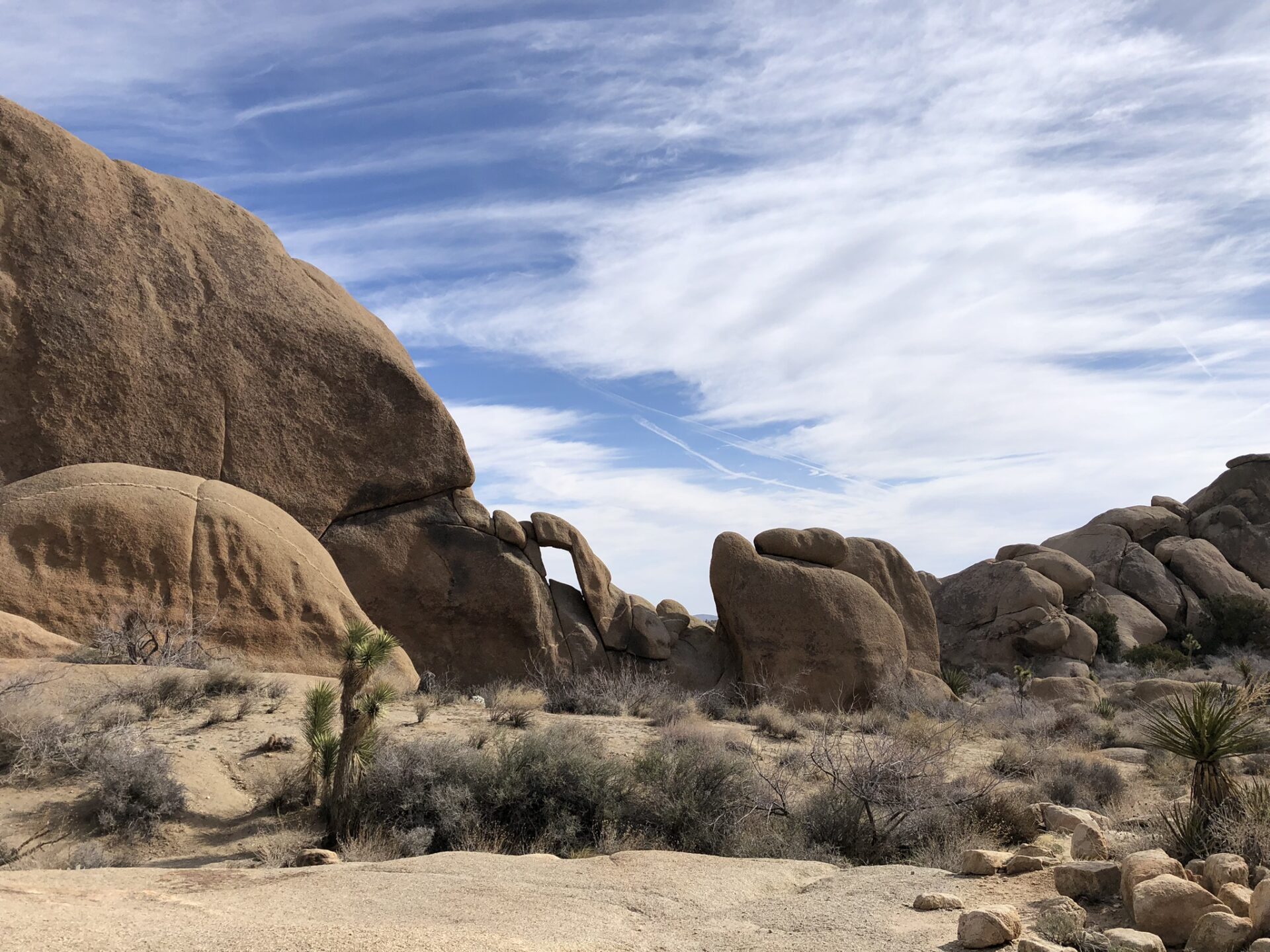 Joshua Tree landscape